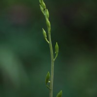 Eulophia epidendraea (J.Koenig ex Retz.) C.E.C.Fisch.